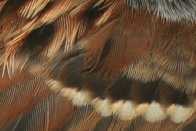 Our attention to detail is obvious in the quality of our printing